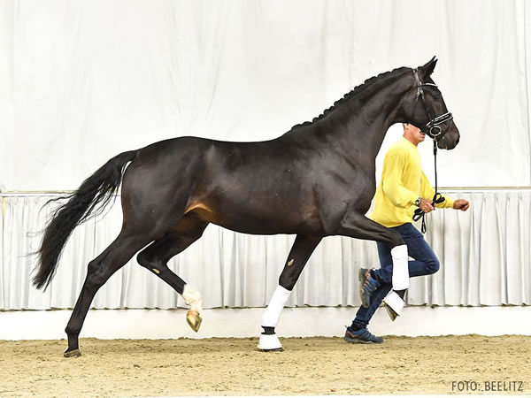 Prämienhengst/ premium stallion